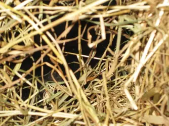 Meg in hay tunnel.webp