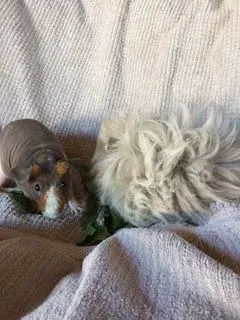 Minnie & Ruby Sue.webp