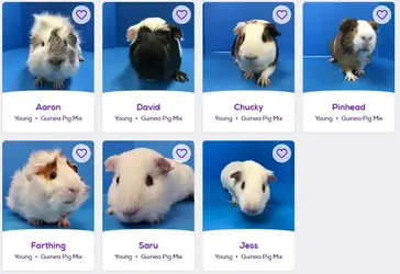pigs2.webp
