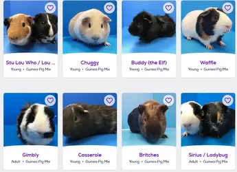 pigs1.webp