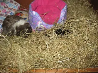 Meg hiding in hay 1.JPG