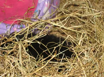 Meg hiding in hay 2.JPG