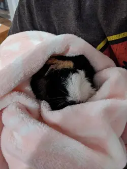 Cozy Clovie.webp