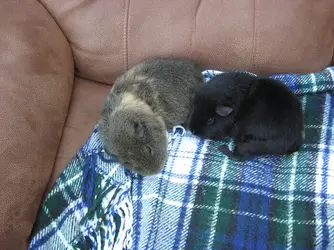 Sleepy Pigs.webp