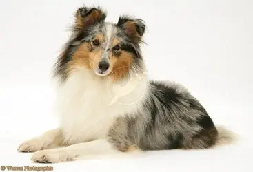 11761-Blue-merle-Shetland-Sheepdog-(Sheltie)-white-background.jpg