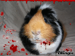 3YCr.gif
