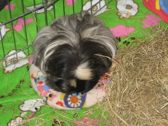 Betsy Blimping out on snugglesafe 1.webp
