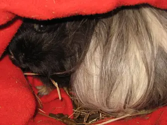 Betsy Peekaboo 2.webp Betsy Peekaboo 2.webp