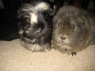 Betsy & Velvet.webp Betsy & Velvet.webp