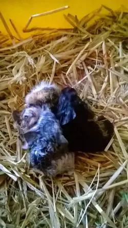 Babies New Born.webp Babies New Born.webp