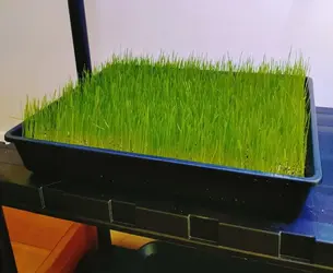 ryegrass.webp
