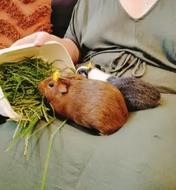 piggies.webp