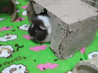 Patsy Carrot Cottage 1.JPG