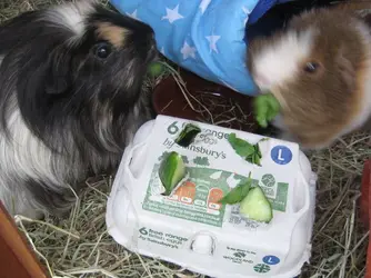 egg box dinner 3.JPG
