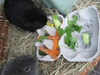 egg box dinner 7.webp