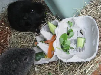 egg box dinner 8.webp