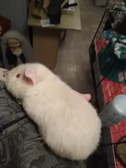 Lethal white guinea pig shops