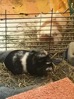 neighbours Louise and Flora.webp