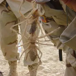 fake-camel-spider-500x500.webp