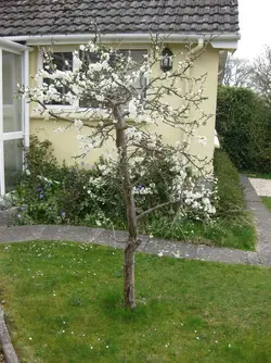 Plum tree in blossom.webp