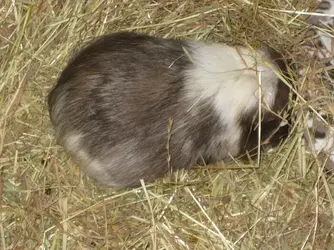 Patsy asleep head in hay.webp