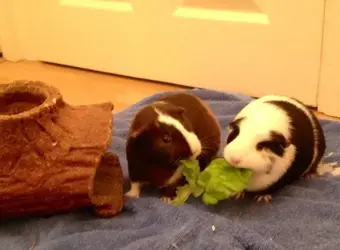 Pamplemousse and Brioche eating lettuce.webp