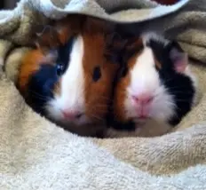 cuddles.webp