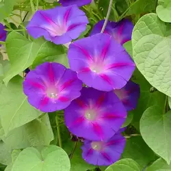 IPOMOEA.webp