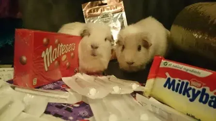 Percy & Ozzy 2.webp