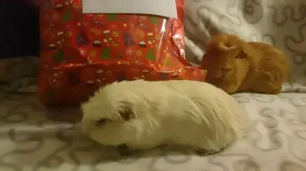 Snoozy & Pepper 1.webp