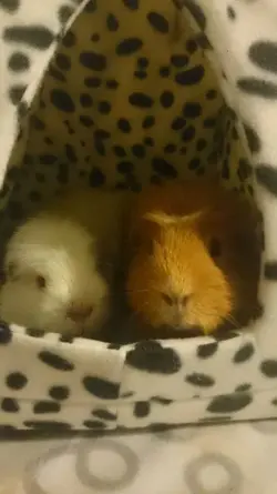 Snoozy & Pepper 3.webp