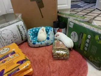 Topsy & Roni 3.webp
