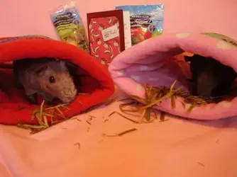 Clarice & Beatrice 3.webp