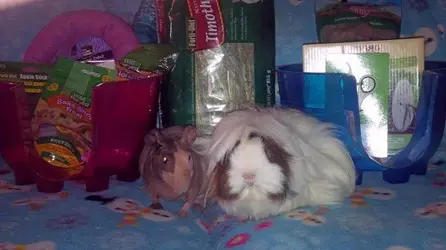 Locket & Rylee.webp