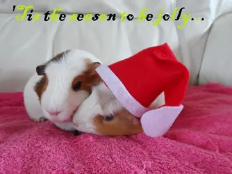 SAM_1254 christmas 2 EDIT.webp