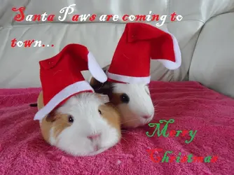 SAM_1288 christmas EDIT.webp