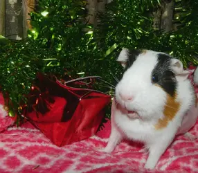 meek xmas.webp