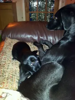 oscar and heidi.webp