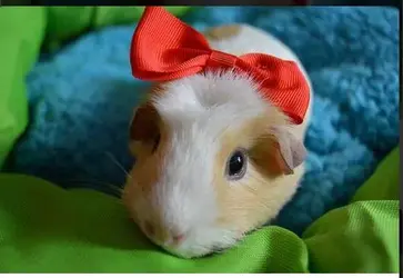 daisy1.webp
