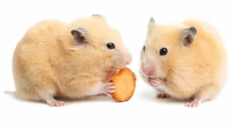 hamster-safe-foods-header.webp