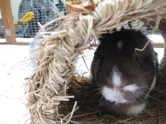 Patsy in Grass Tunnel 1.webp