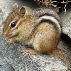 __opt__aboutcom__coeus__resources__content_migration__mnn__images__2017__10__Eastern_chipmunk...webp