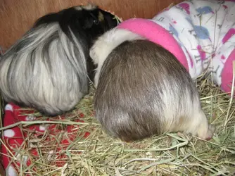 Betsy, Patsy piggy Bum with leg .webp