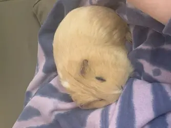 honey snuggle.webp