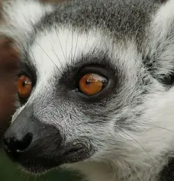 animalextremeclose-up-lemur.webp