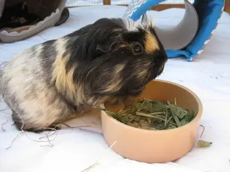 Betsy Forage.webp Betsy Forage.webp