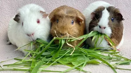 Guinea Pigs (2).webp