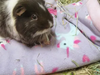 Patsy looking for hay 4.webp