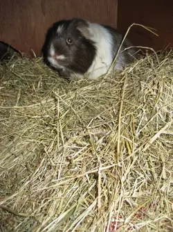 Patsy on hay pile 3.webp