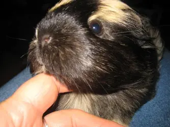 Betsy Chin rubs 1.webp